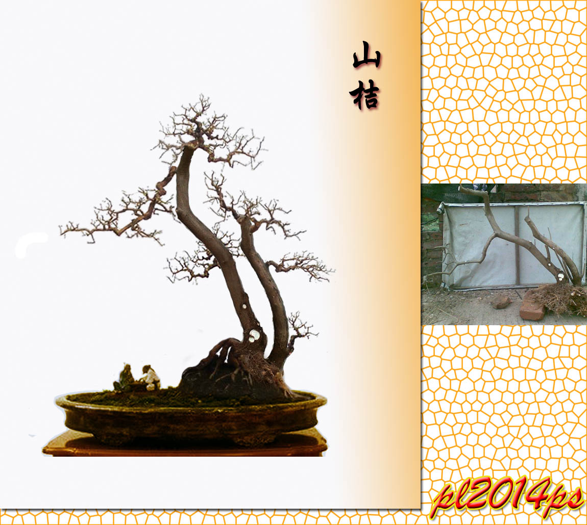 pl2014ps_3_11271234566wws.jpg