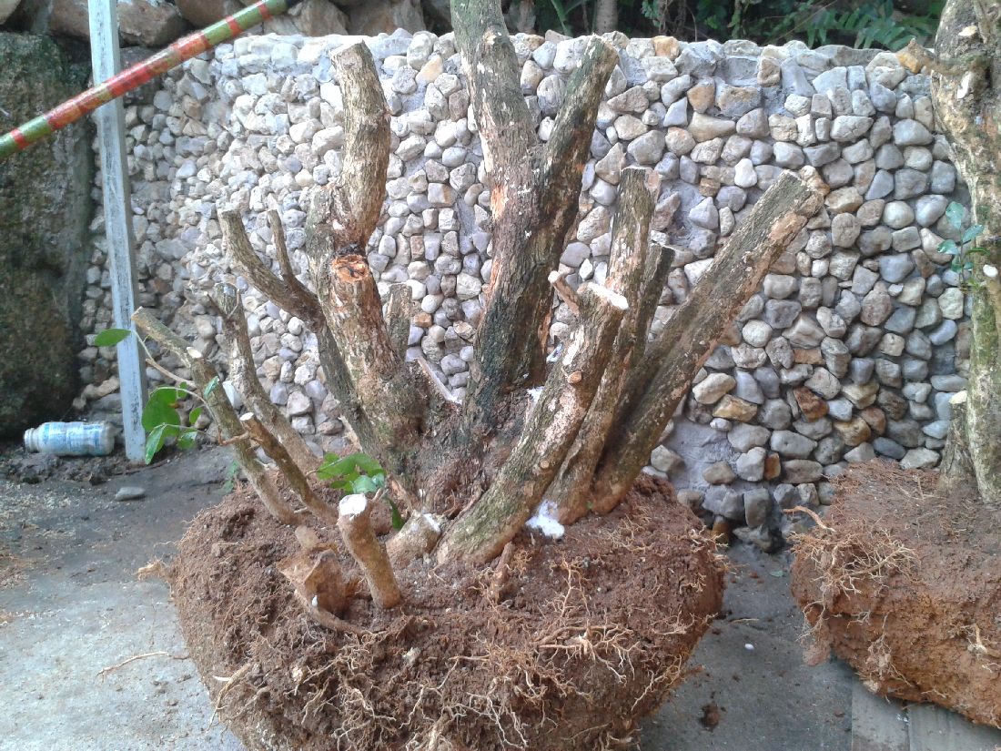 s1100_2014-04-08 16.42.47.jpg
