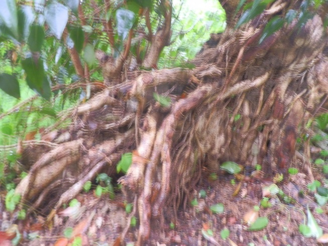 P2160482.JPG