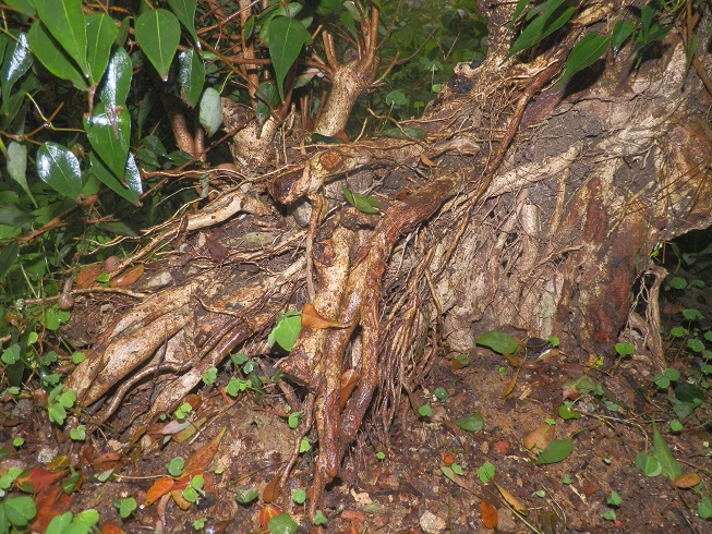 P2160483.JPG