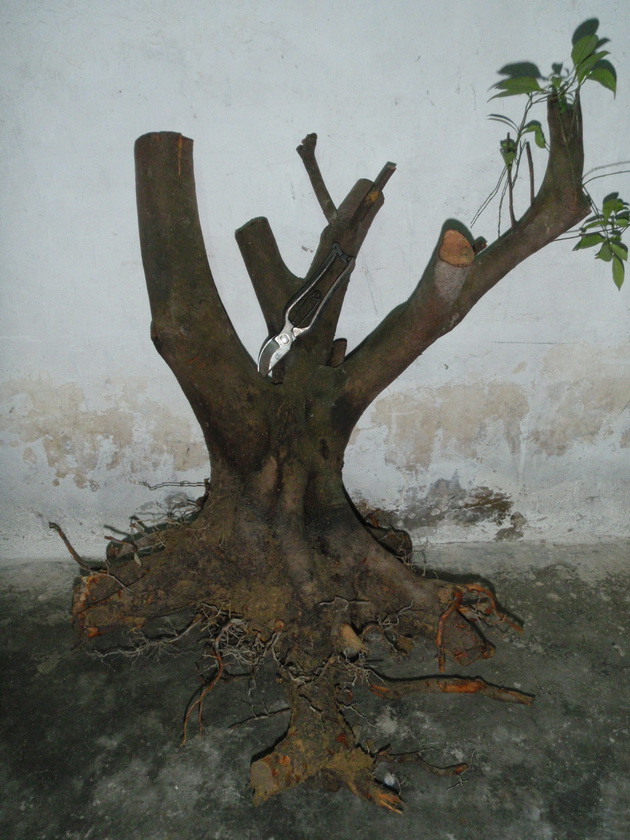 P4090001_С.JPG