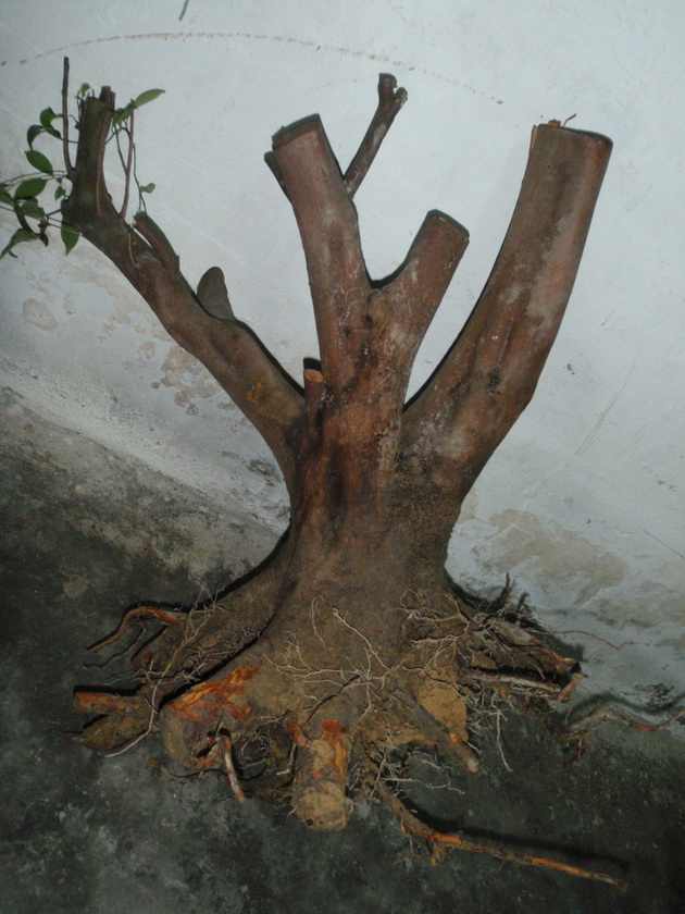 P4090007_С.JPG