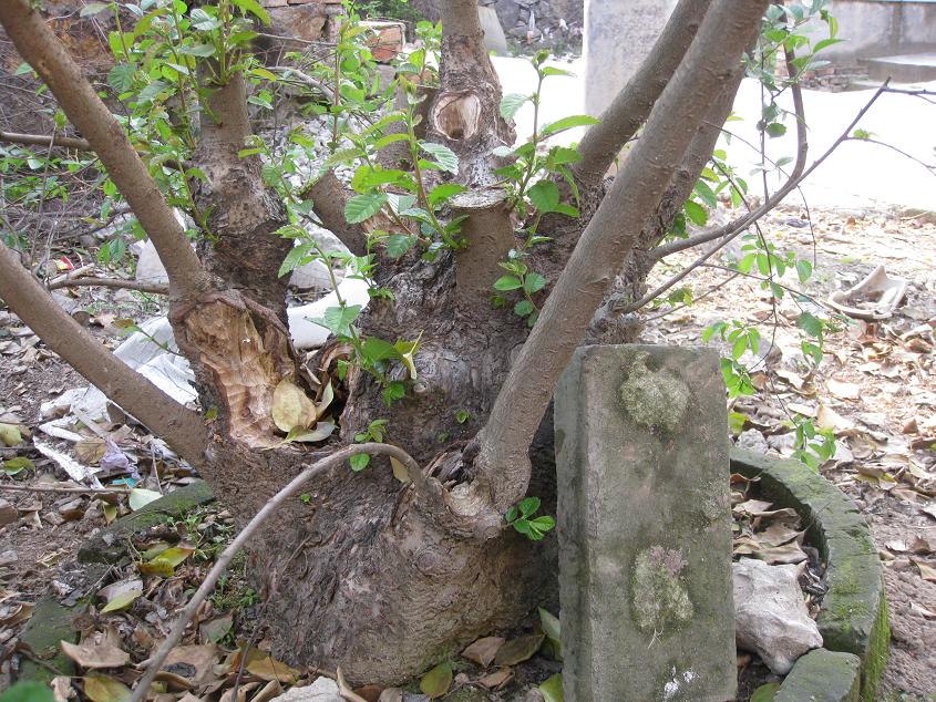Ƭ 027.jpg