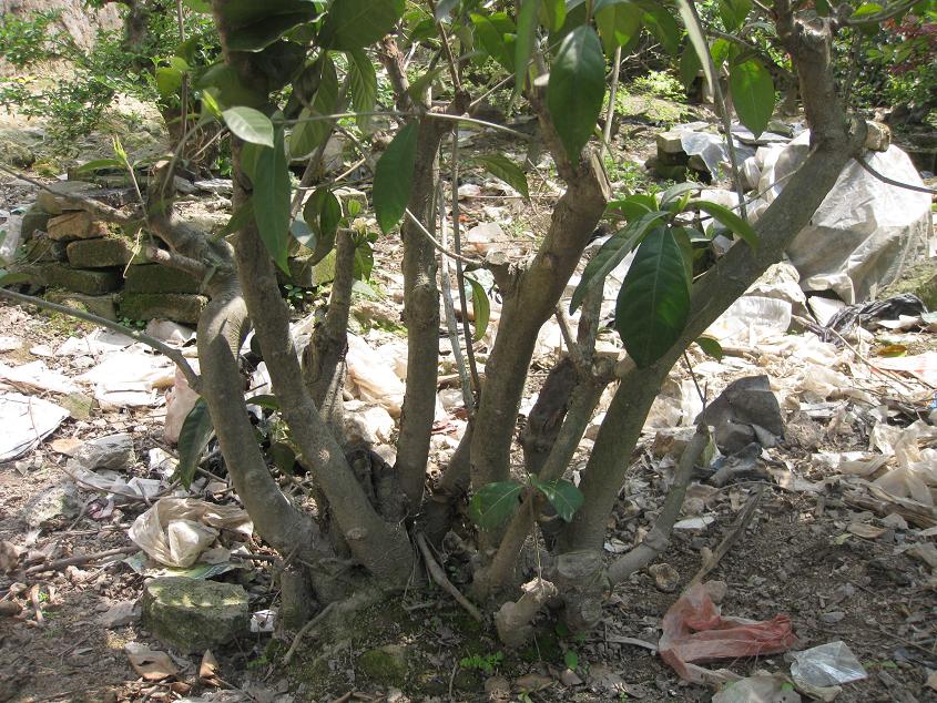 Ƭ 040.jpg