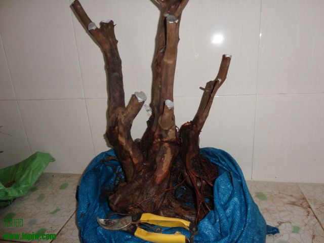 DSC01770.JPG