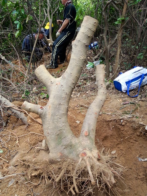 IMG20140412ţ21.jpg