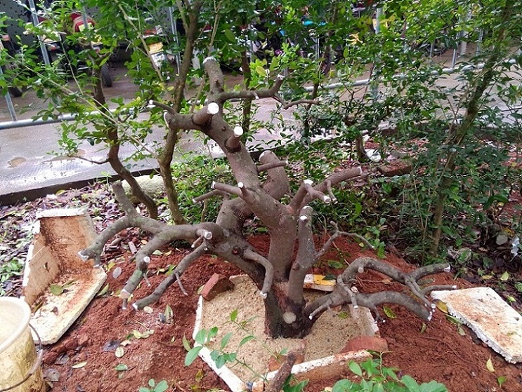 IMG20140401ţ1.jpg
