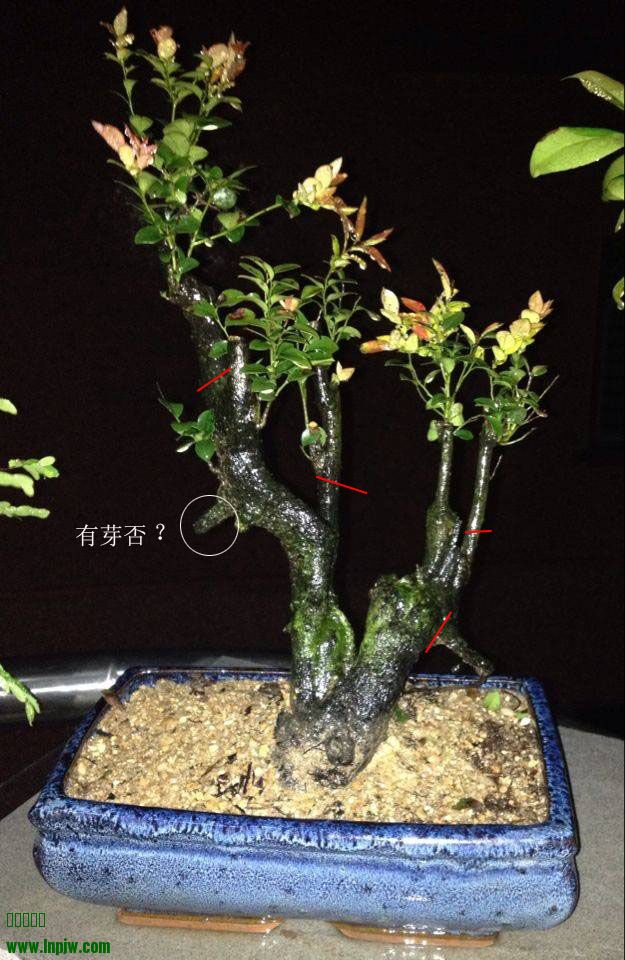 120747qsauat.jpg