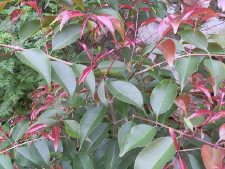 P2250561.JPG
