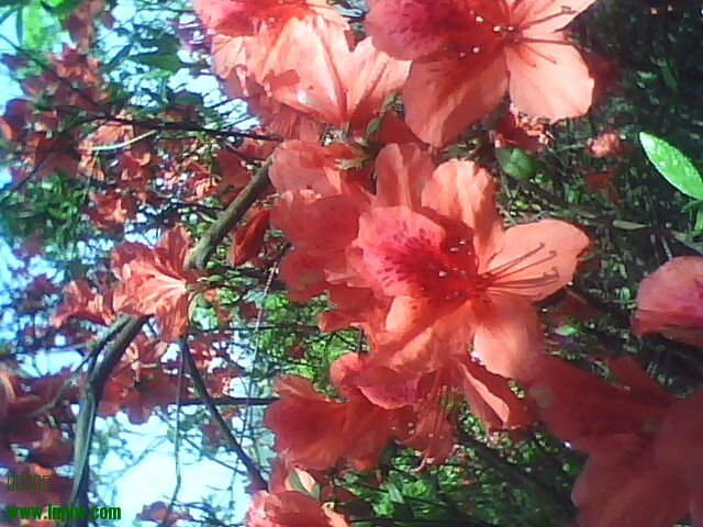 IMG0415121501.jpg