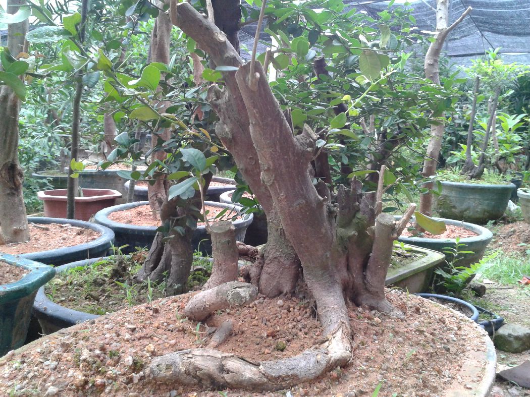 s1050_2014-04-15 10.29.40.jpg