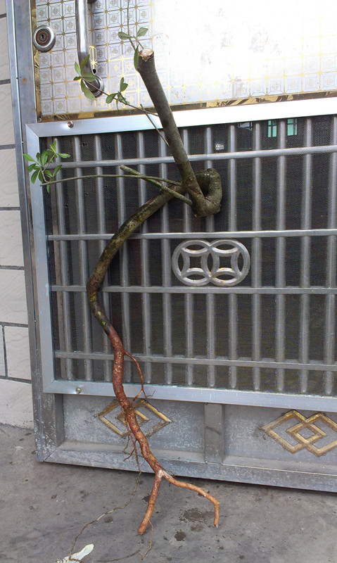 IMAG2460_.jpg