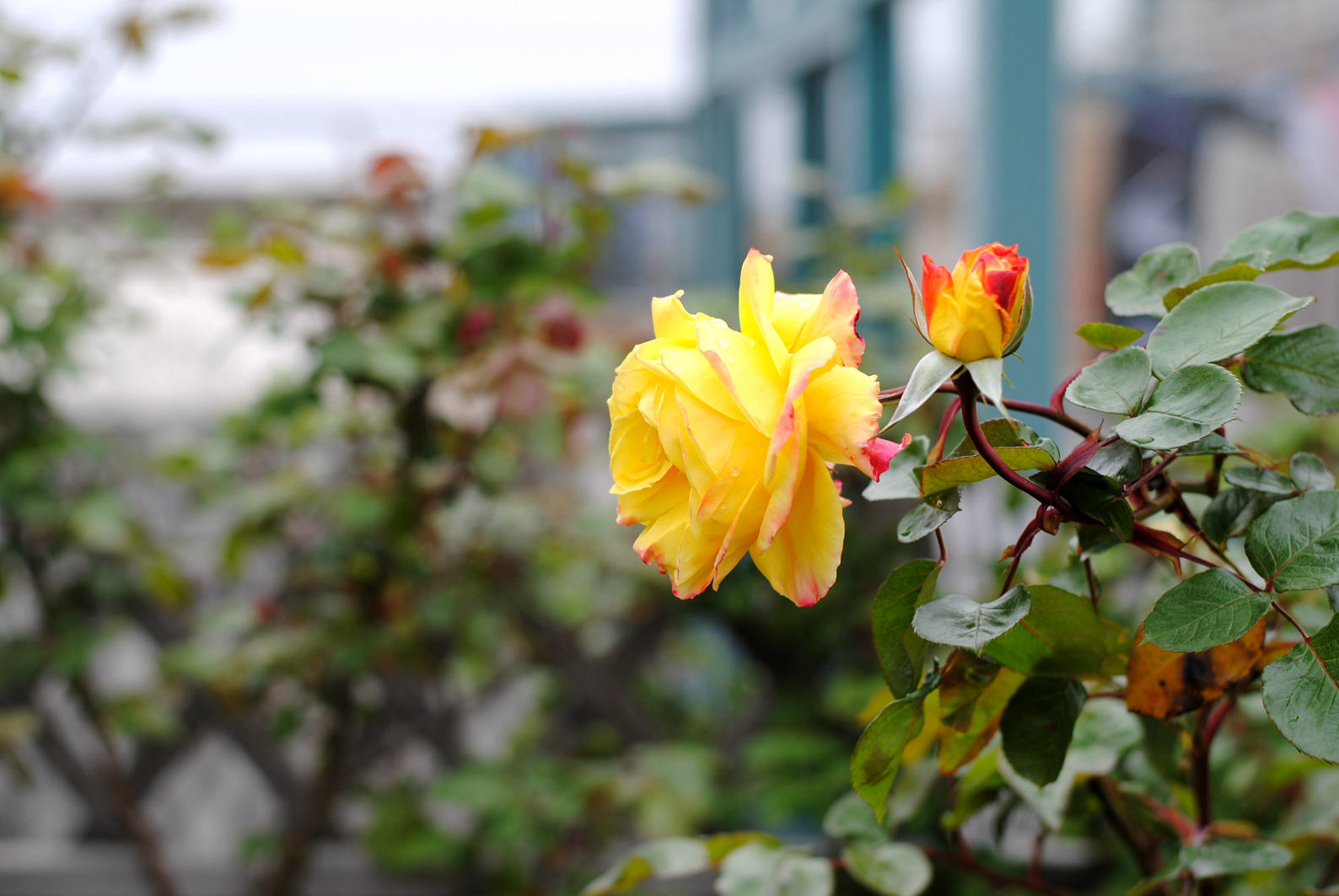 DSC_0393.JPG