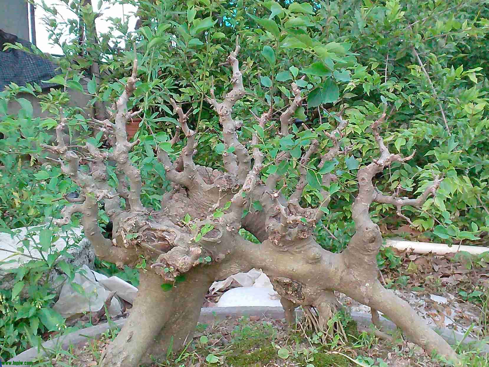 IMG20140418004.jpg
