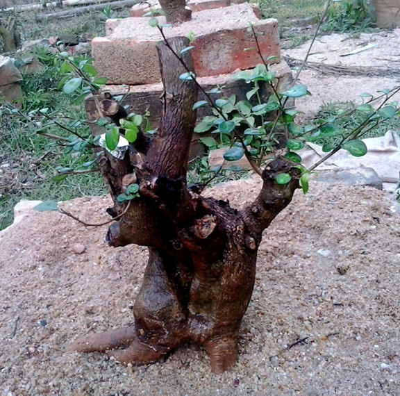 20140421_180211_.jpg