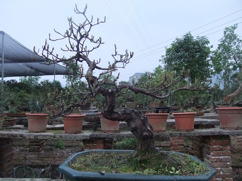 DSCF9425.JPG