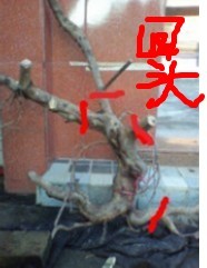 ȸ1.jpg