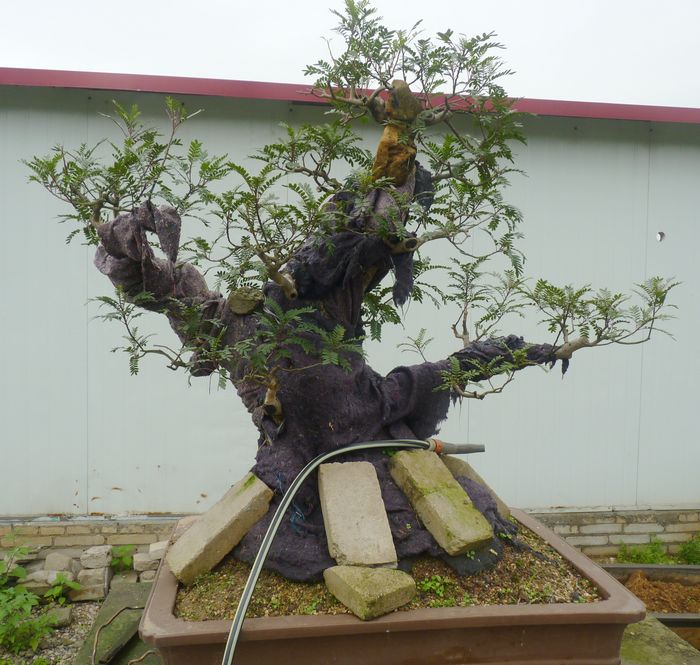 P1050069.JPG