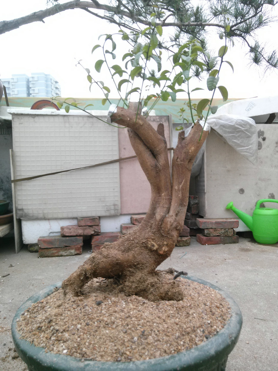  IMG20140415175910.jpg