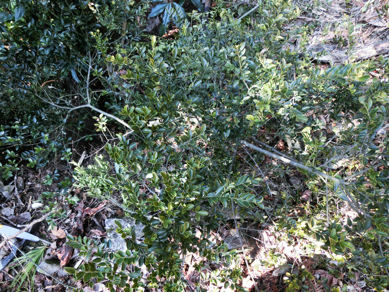 CIMG0386.jpg