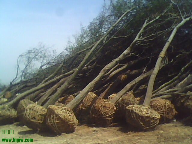 IMG0406105901.jpg