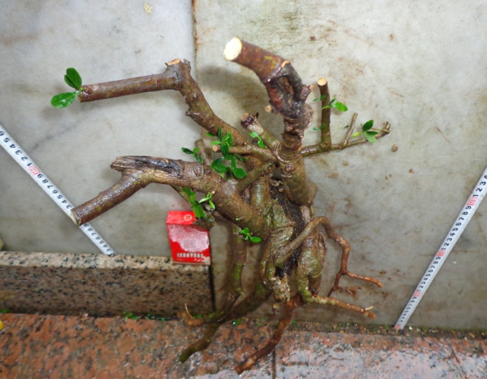 4月26日;绣花针;黄枝子;两面三针 - 交易大厅 -