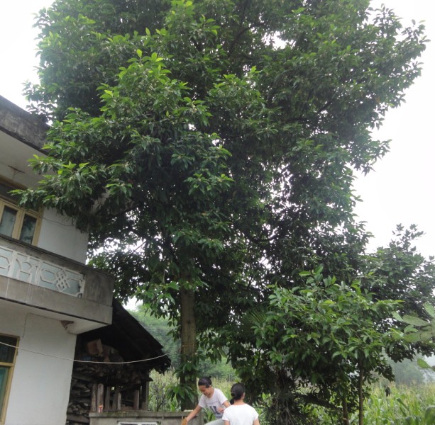 QQ9.jpg