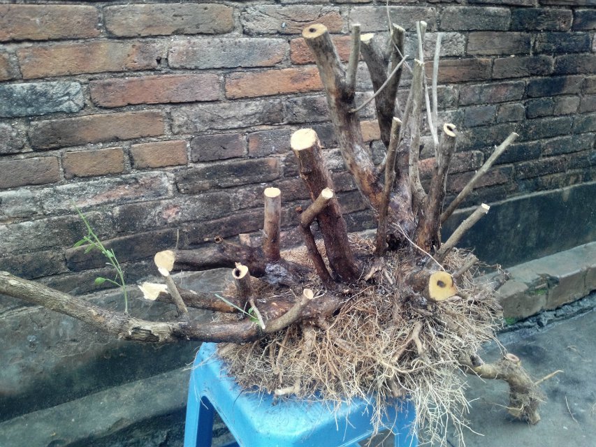 85.jpg