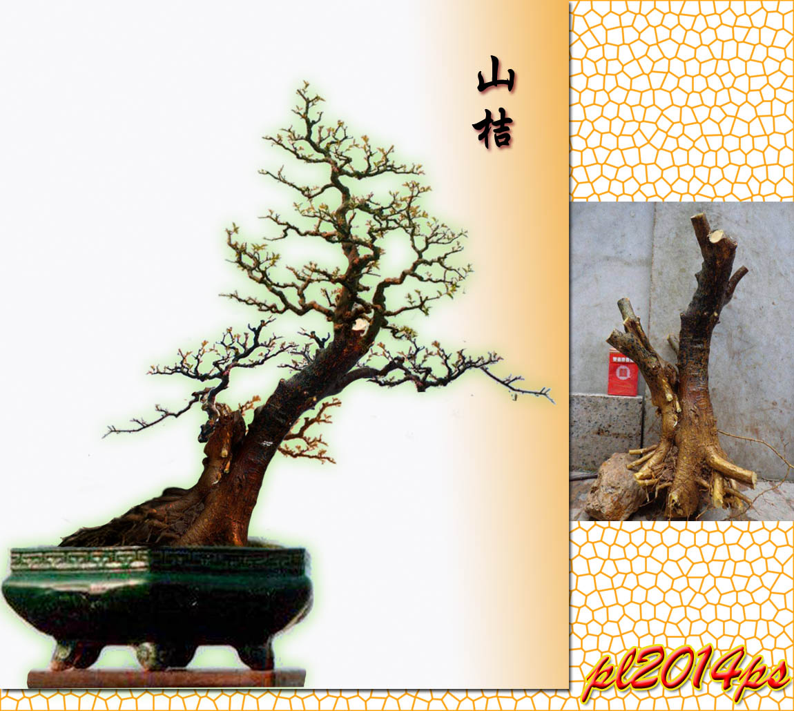 pl2014ps_3_11271234566www.jpg