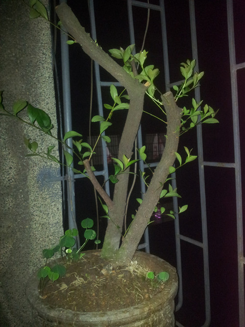 20140427_211611_.jpg