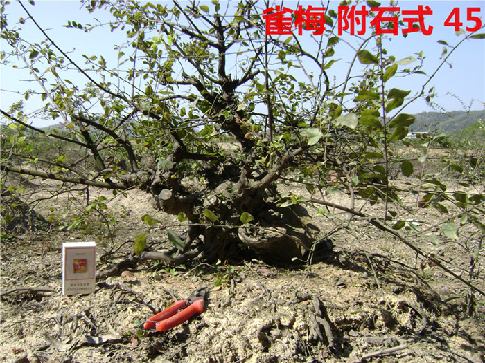 DSC04063_.jpg