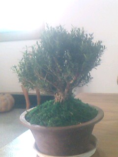 IMG0957A.jpg