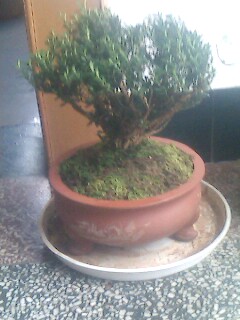IMG0959A.jpg