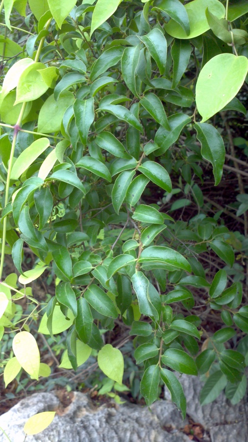 2014-04-29_12-50-27_517_conew1.jpg