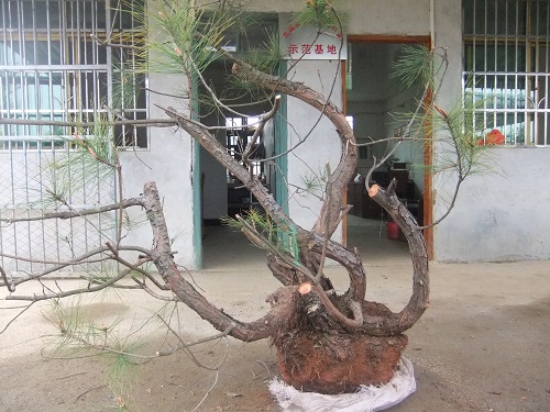 DSCF9343.JPG
