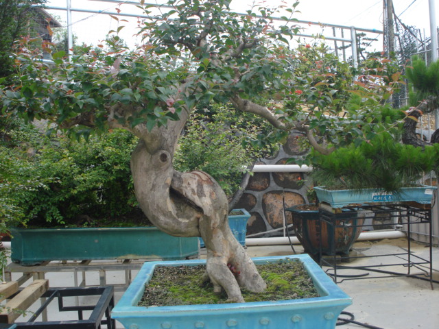 DSC01779.JPG