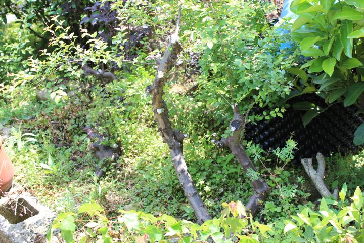 IMG_0204.jpg