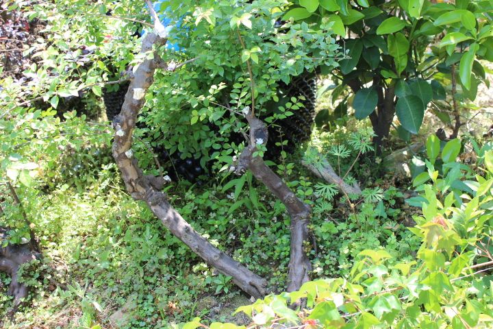 IMG_0206.jpg