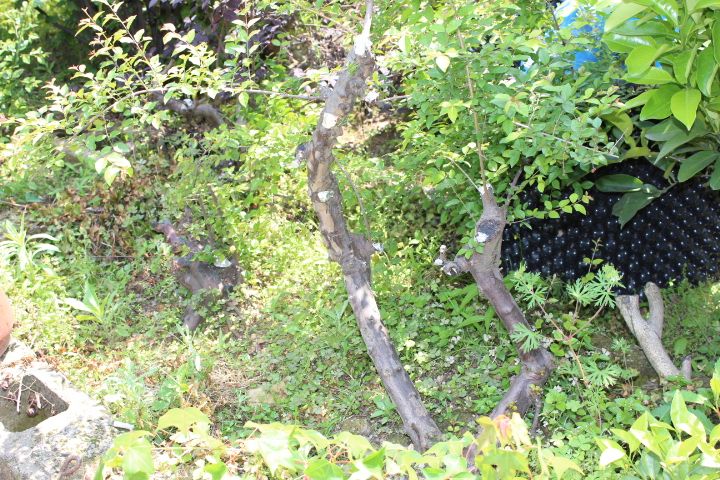 IMG_0207.jpg