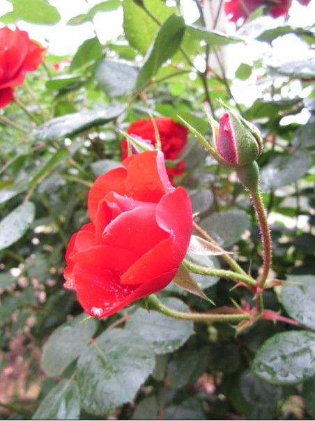 QQͼƬ20140504101253.jpg
