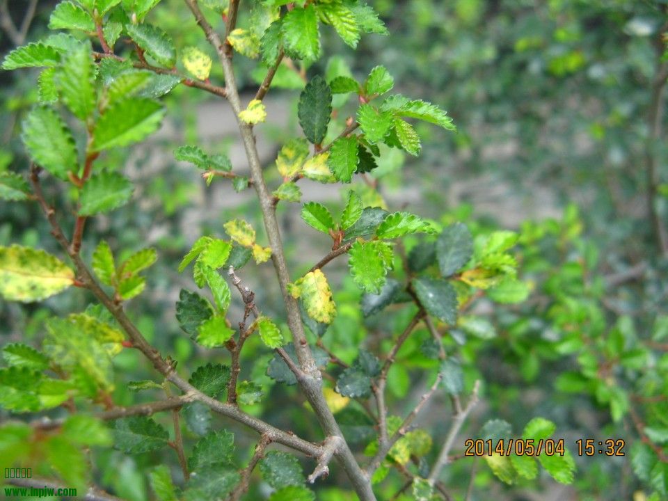 conew_img_8540.jpg