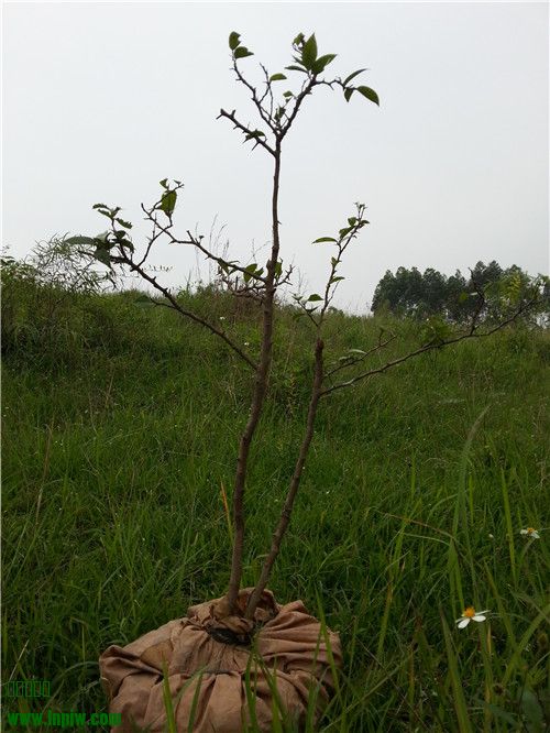 20140429_110139.jpg