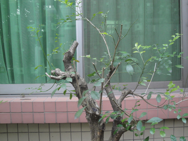 DSC05906.JPG