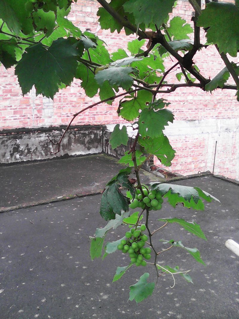 IMG_20140508_115027_.jpg