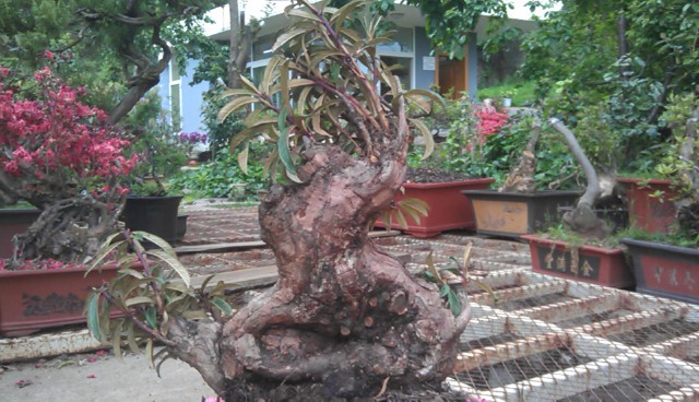 IMAG0355.jpg
