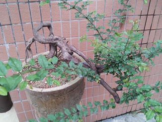 20140510_172041_.jpg