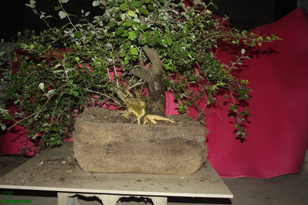 Ƭ20131026ۺ 1306.jpg