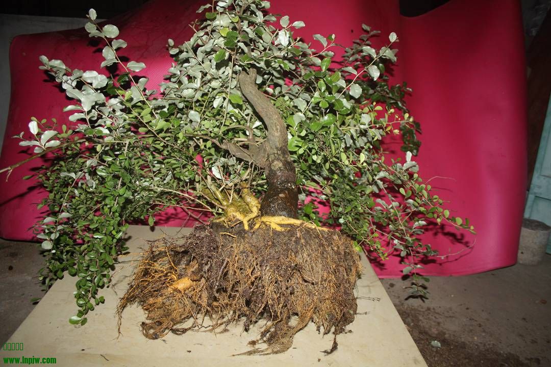 Ƭ20131026ۺ 1313.jpg