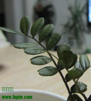 Ʒɴ5ףҶ1ף0.5