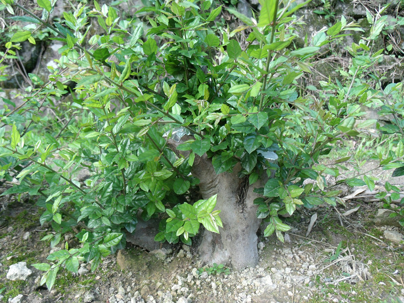 GEDC4905_.jpg